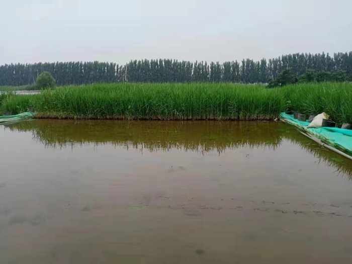 盆栽芦苇